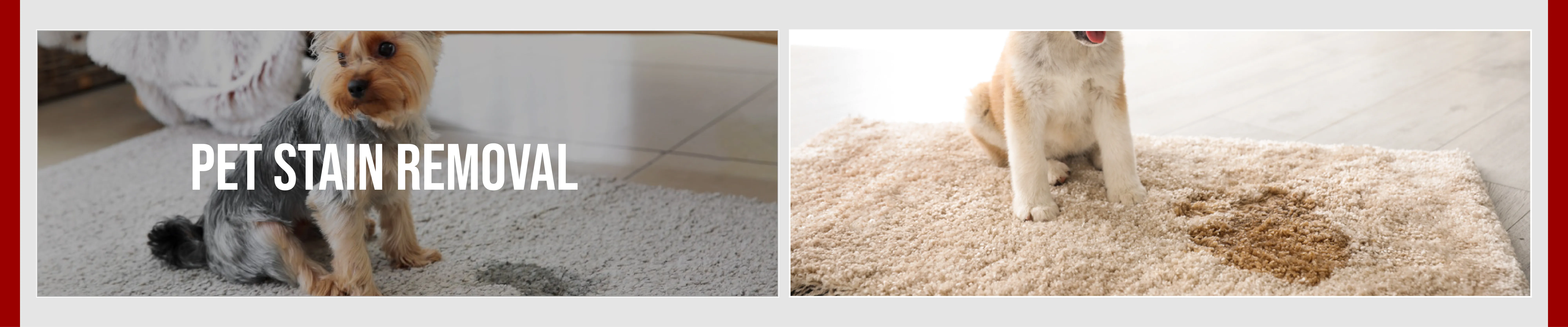 carpet cleaning in queens, carpet cleaning queens, carpet cleaners in queens, carpet cleaners in queens, commercial carpet cleaning, commercial carpet cleaning in queens, queens rug cleaners, rug cleaning services in queens, same day carpet cleaning, same day rug cleaning in queens